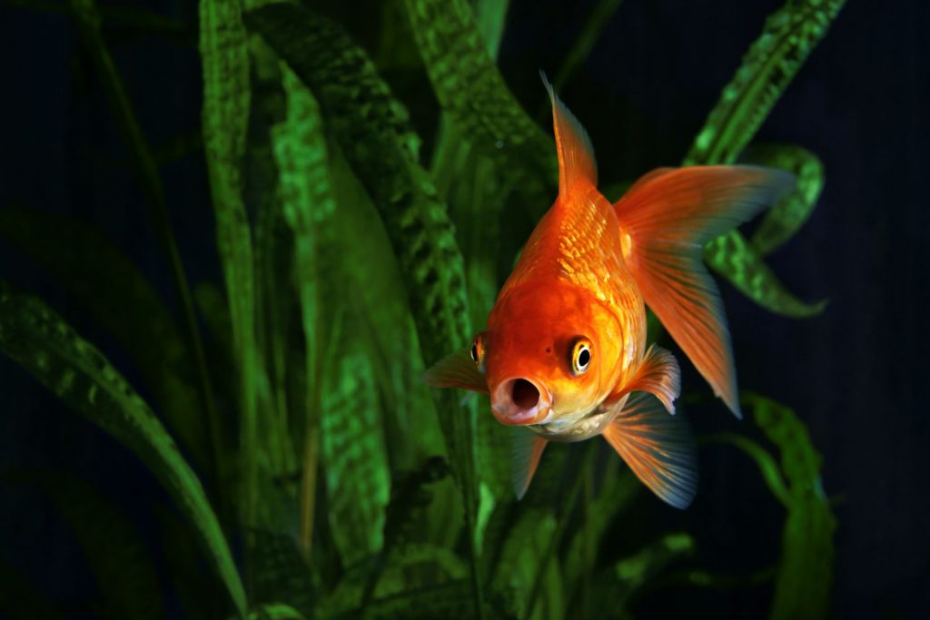 Fische
