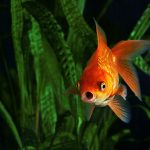 Fische