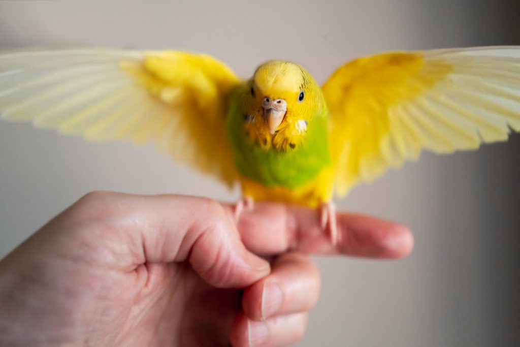 Vögel