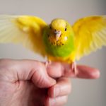 Vögel