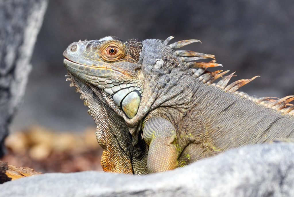 Reptilien