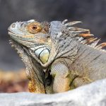 Reptilien