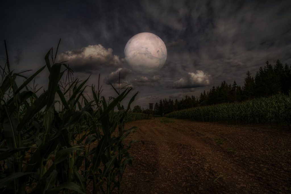 Dan Simmons: Elm Haven
