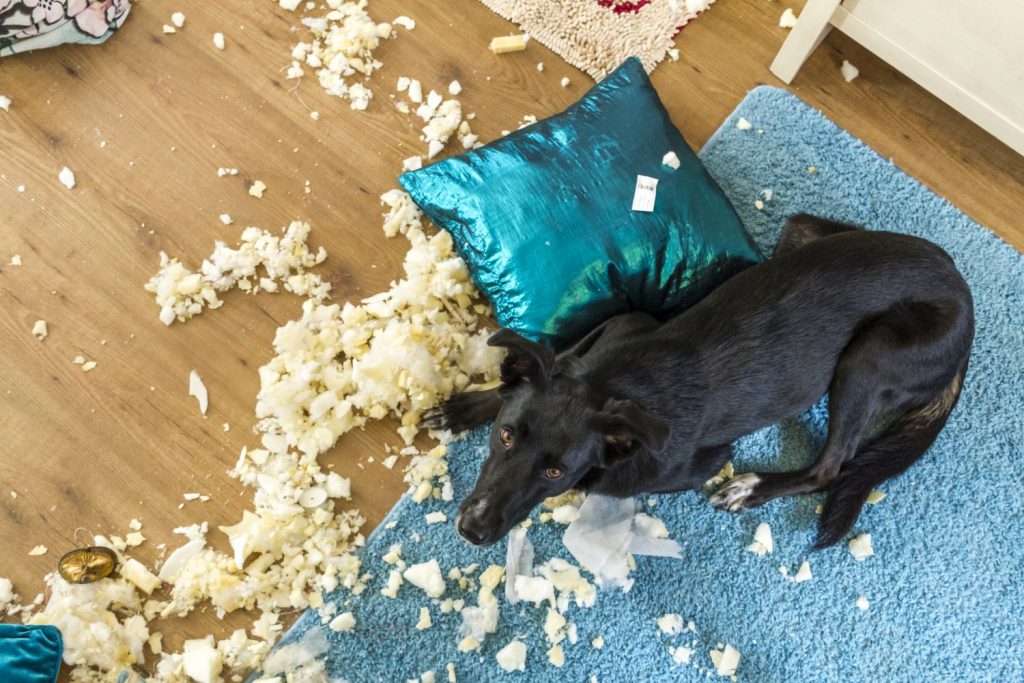 Schäden durch Tiere...