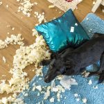 Schäden durch Tiere...