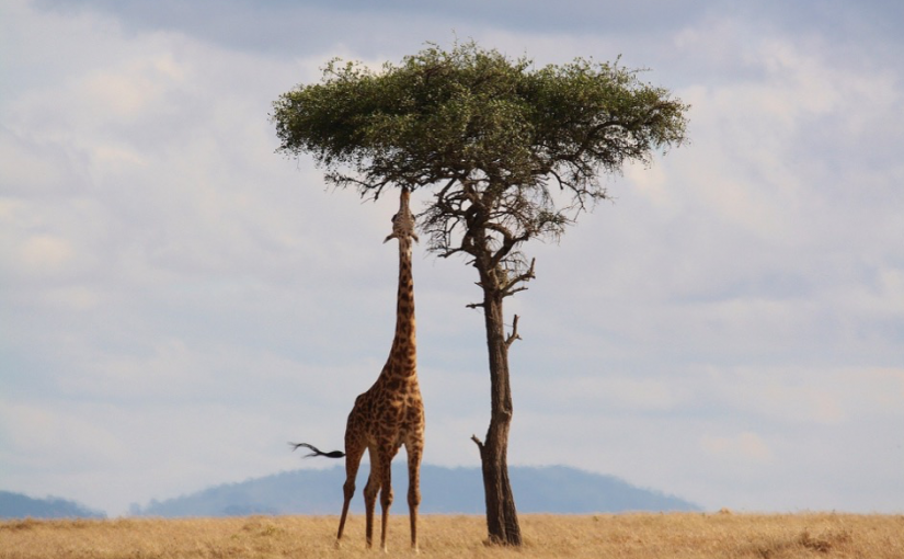 Das Highlight jeder Kenia-Reise: Die Wildtiersafari.