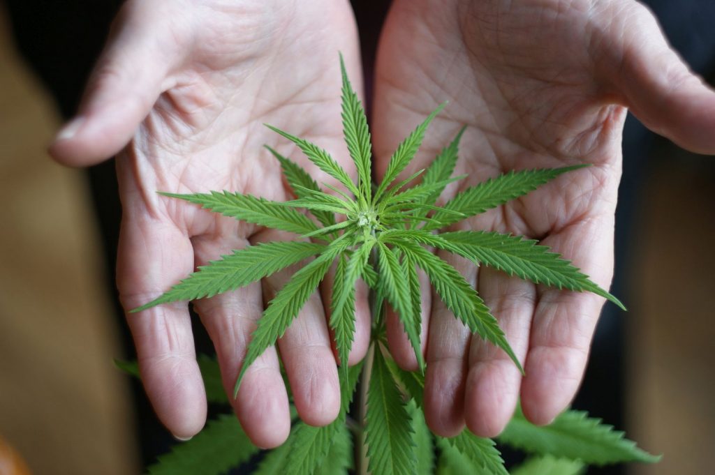 Die Legalisierung von Cannabis...