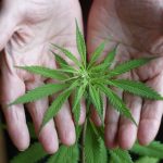 Die Legalisierung von Cannabis...