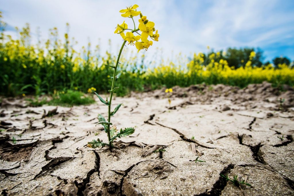 Um den Klimawandel...
