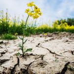 Um den Klimawandel...