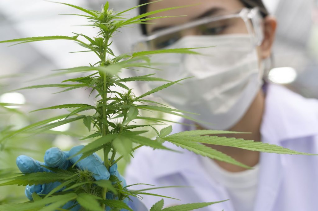 Legalisierung oder Entkriminalisierung?