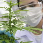 Legalisierung oder Entkriminalisierung?