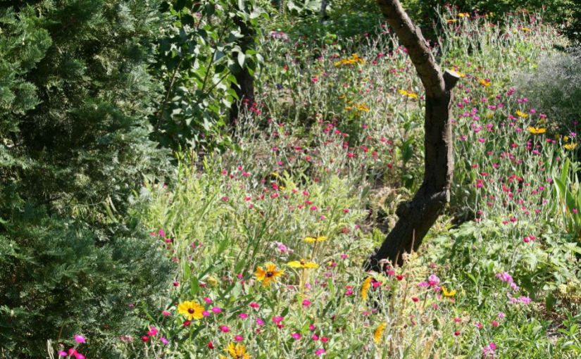 Verwilderter Garten: So bekommen Sie ihn wieder in den Griff