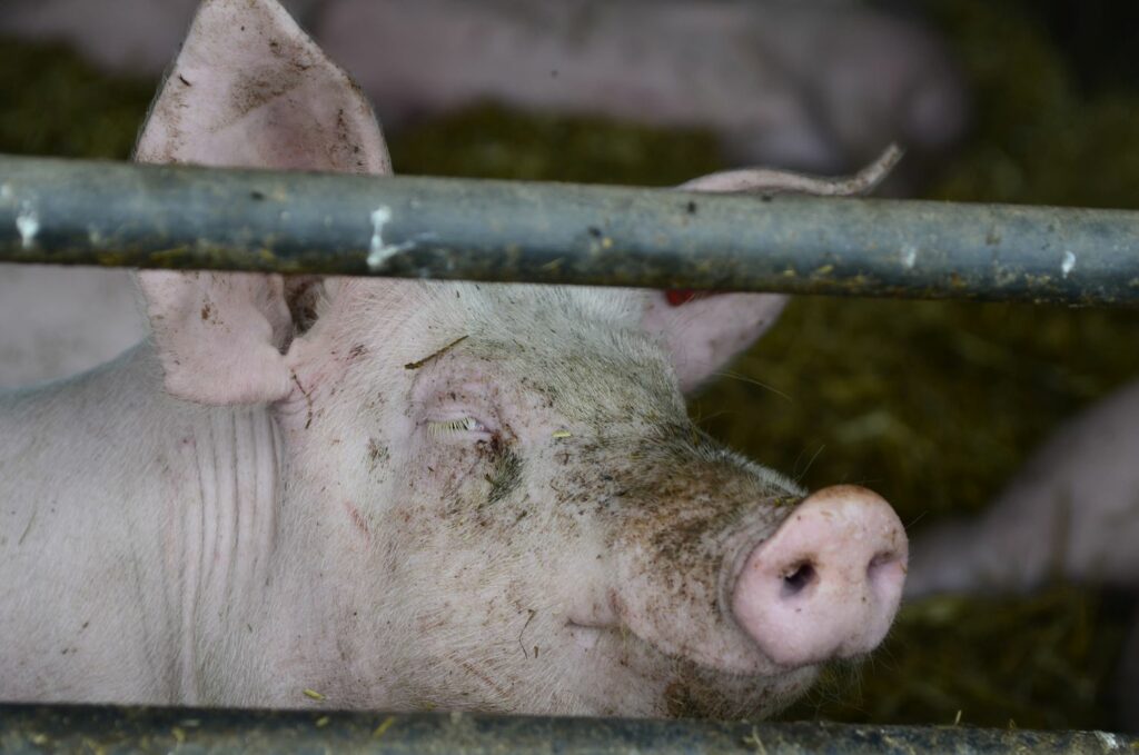 Grund 2: Tierschutz