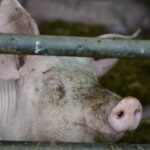 Grund 2: Tierschutz