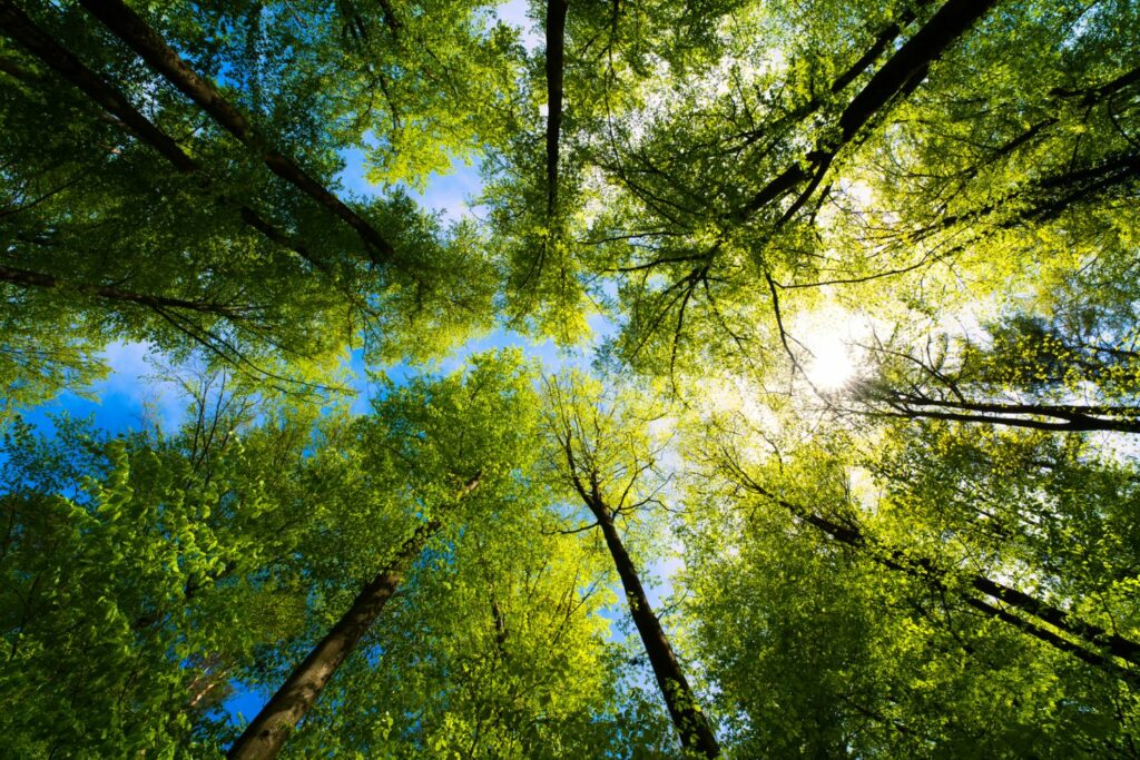 Königsdorfer Wald