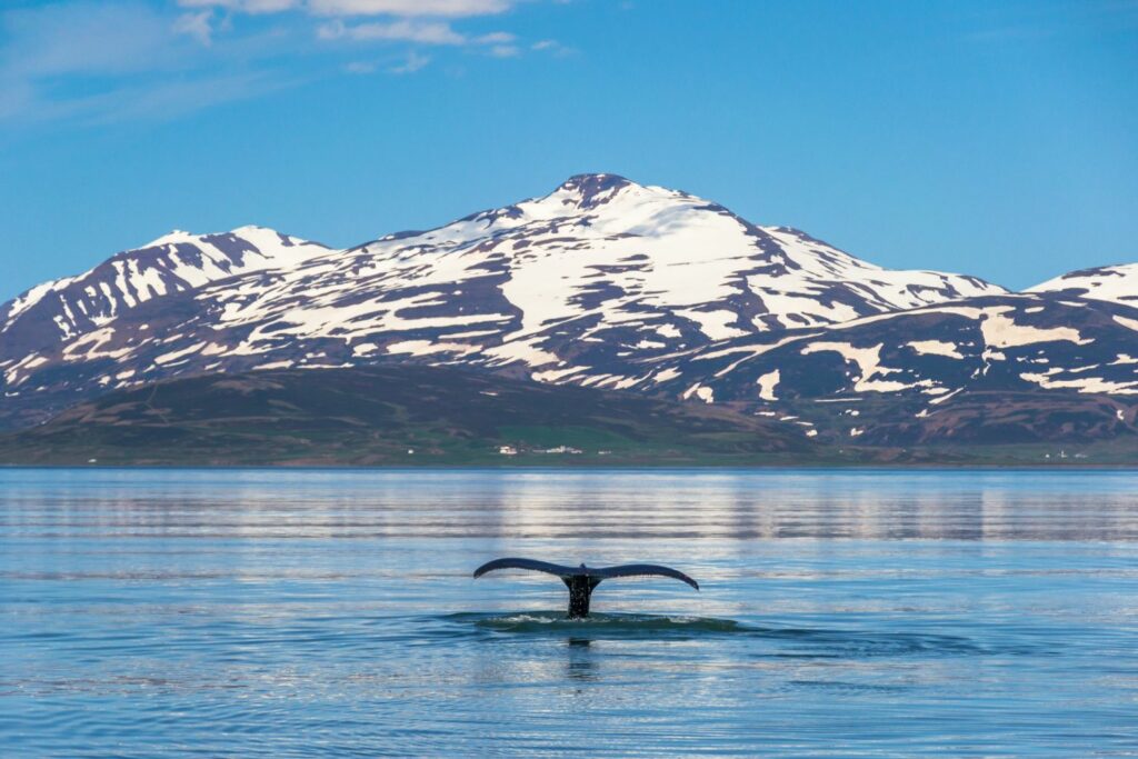 1 – Island