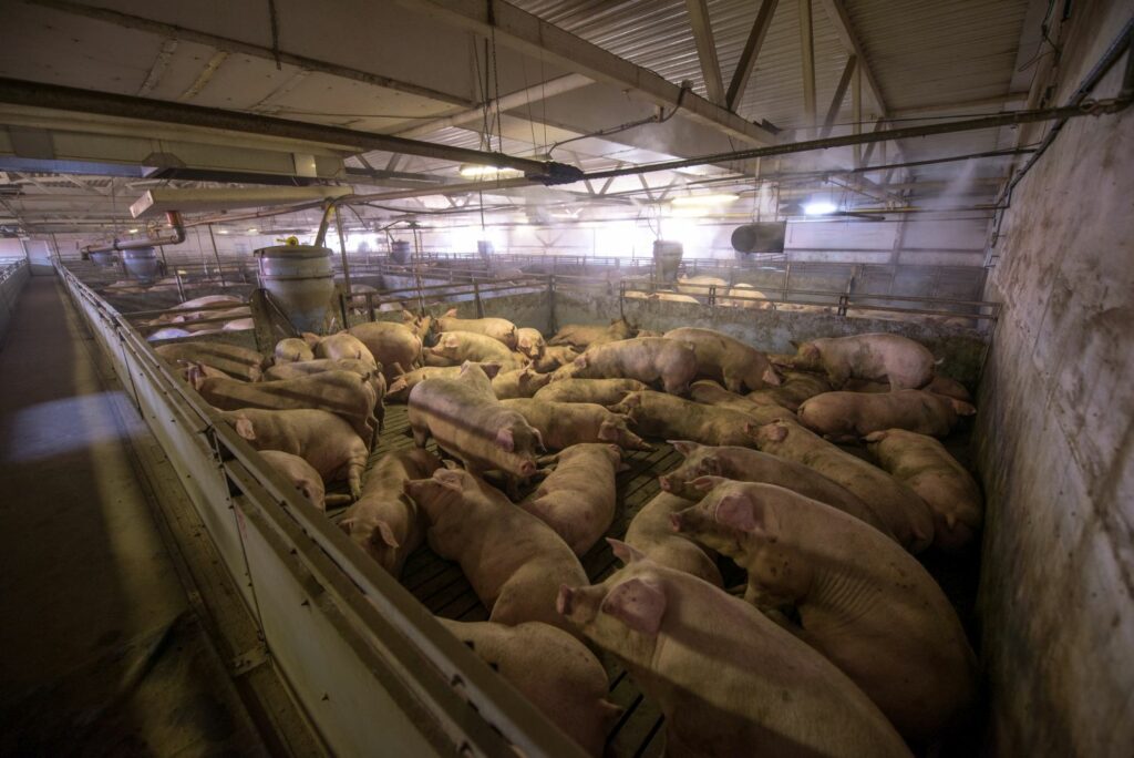 Fleisch