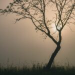Thomas Olde Heuvelt: November