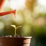 10 – Eine Pflanze