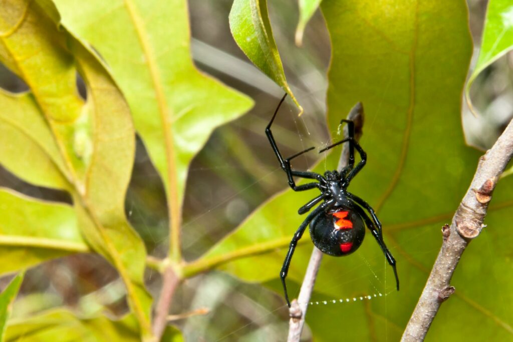 Ein Mythos: Die schwarze Witwe