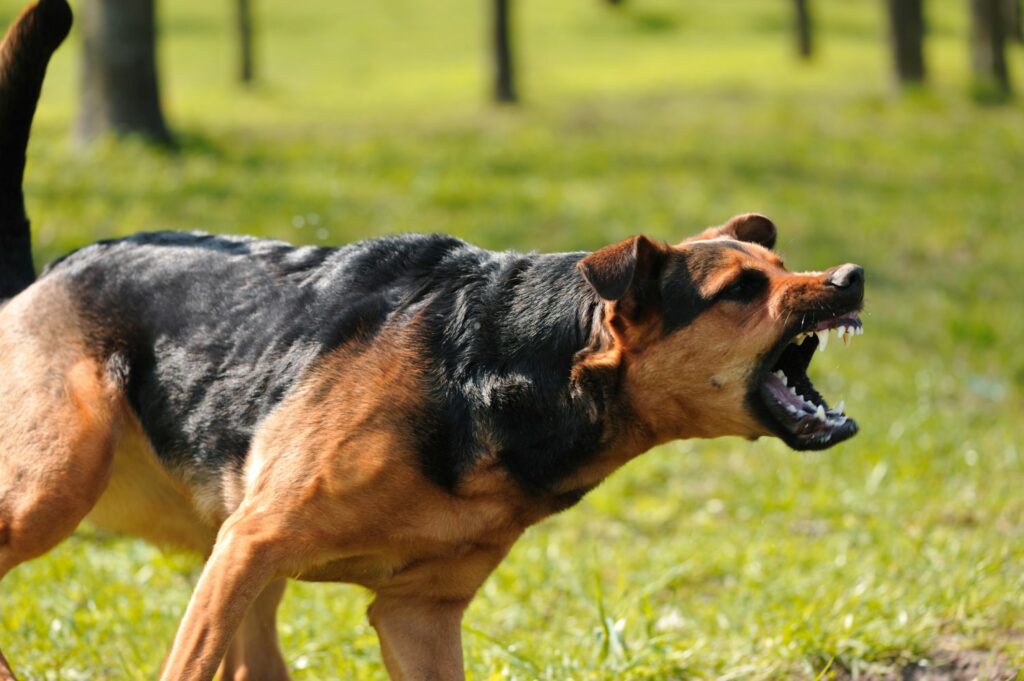 Platz 2: Der Hund