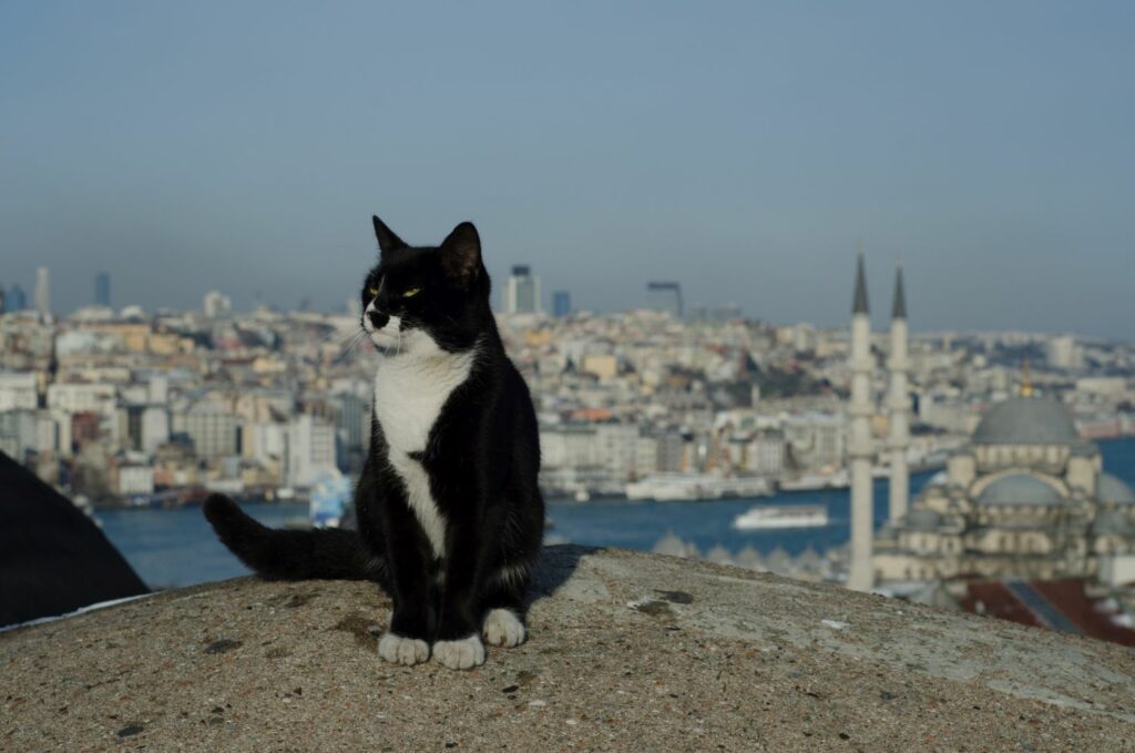 Von Tieren, Menschen und der Stadt: Geschichten aus Istanbul