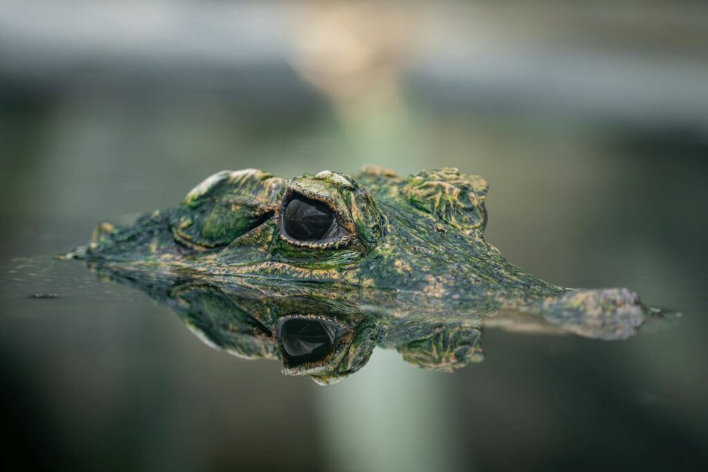Platz 5: Krokodil