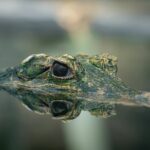 Platz 5: Krokodil
