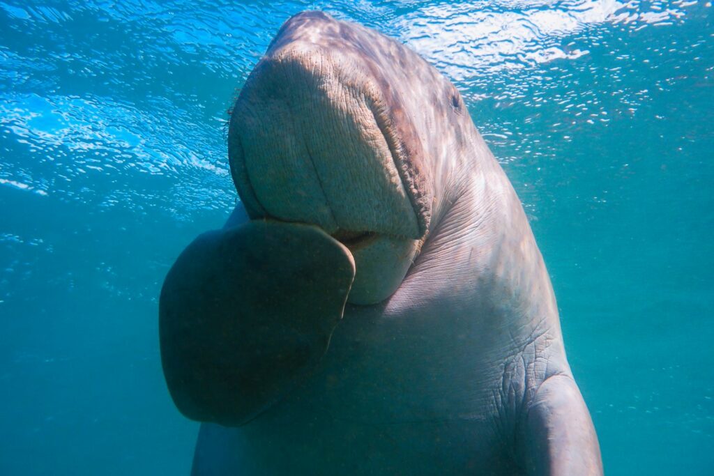 Die Dugongs...
