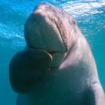 Die Dugongs...