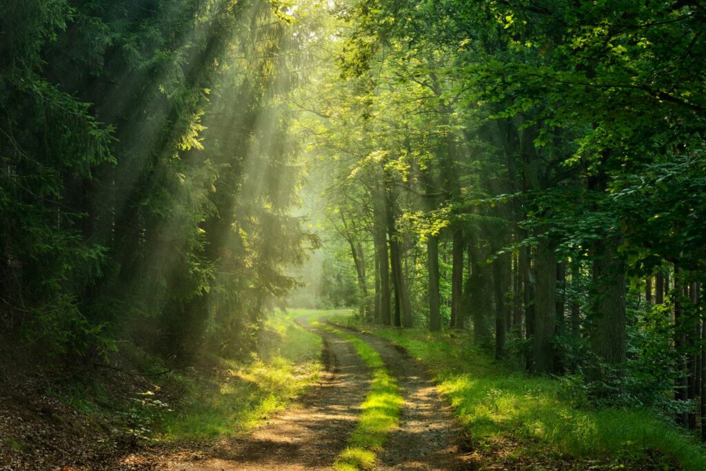 Den Königsdorfer Wald...