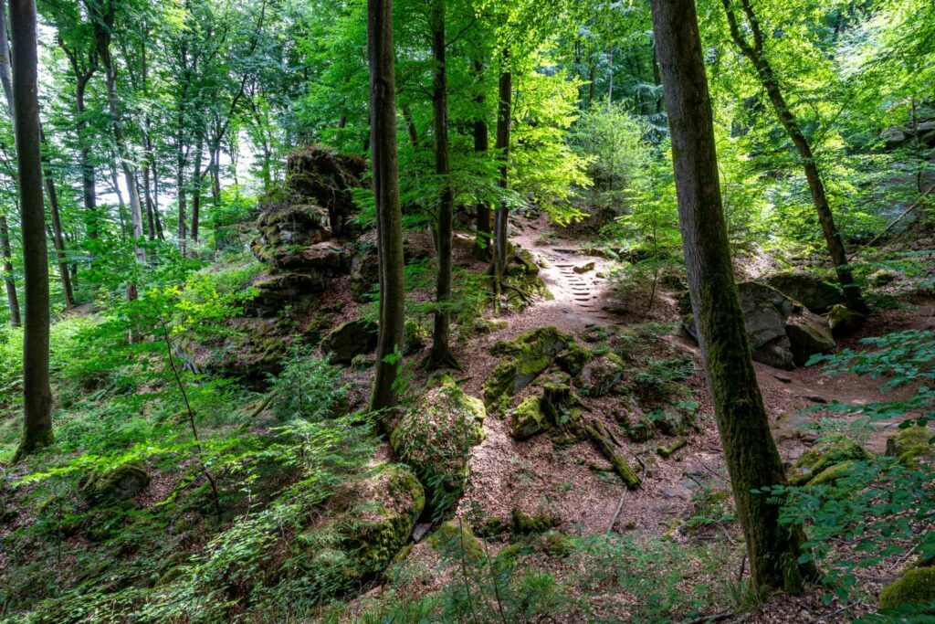 Im Nationalpark Eifel...