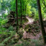 Im Nationalpark Eifel...