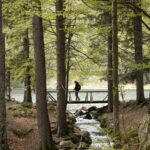 Der Schwarzwald...
