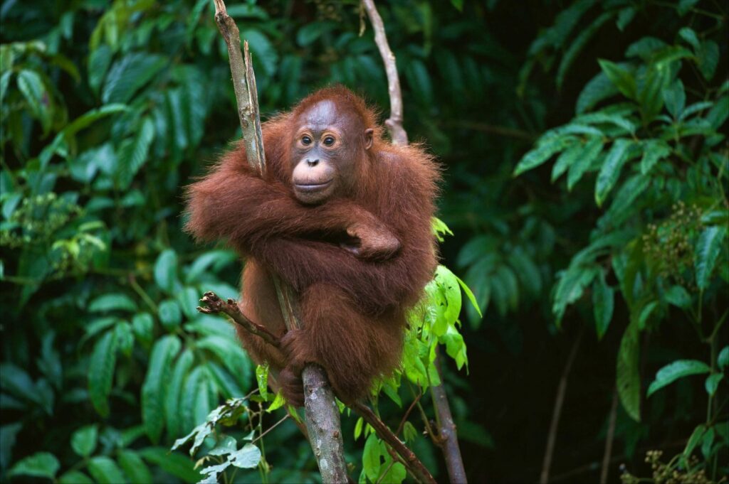 Orang-Utans...
