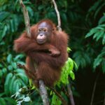 Orang-Utans...
