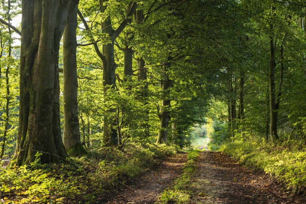 Der Teutoburger Wald...
