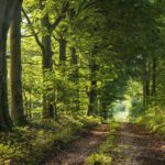 Der Teutoburger Wald...