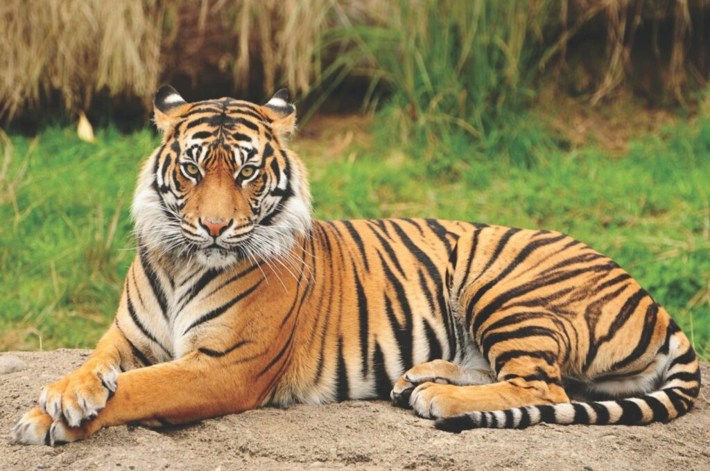 Auch Tiger...