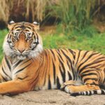Auch Tiger...